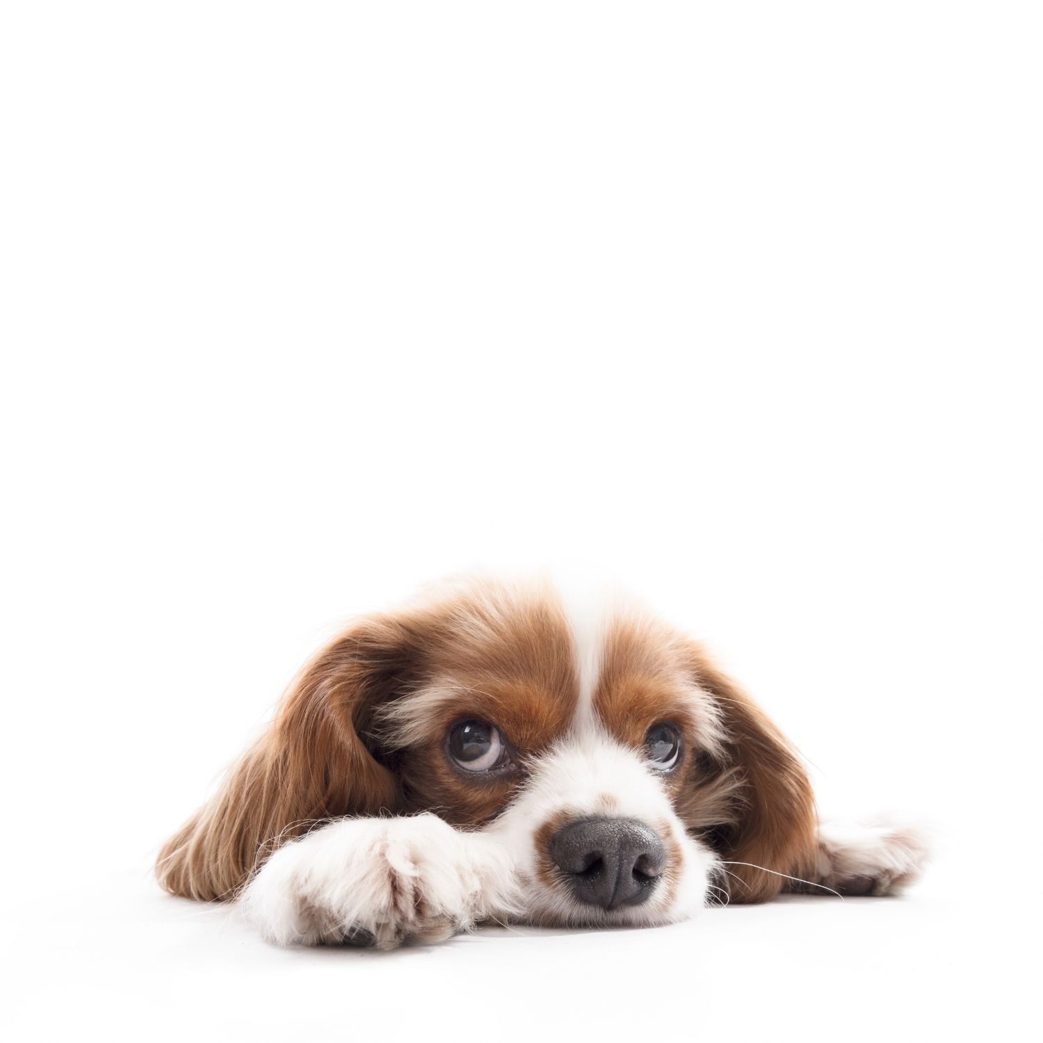 chien